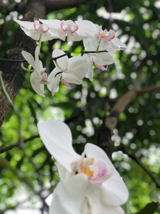 Green Edge Residences ดัมบูลลา ภายนอก รูปภาพ